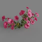 MT PM V64 Petunia hybrida Vilm 01 02