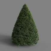 MT PM V28 Yew 01 01