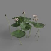 MT PM V69 Nelumbo nucifera 01 06