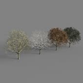 Apple Tree (four versions of seasons)