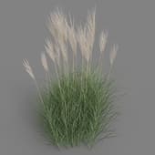 Miscanthus sinensis 01 05