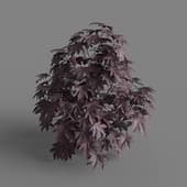 MT PM V66 Ricinus communis 01 04