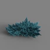 Juniperus squamata 011