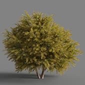 Chamaecyparis pisifera Sungold 01 02
