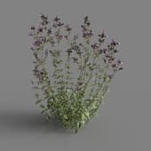 MT PM V65 Origanum vulgare 01 03