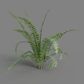 MT PM V4 Nephrolepis exaltata 01