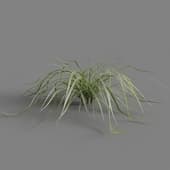 MT PM V69 Miscanthus sinensis Variegatus 01 01