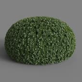 MT PM V28 Boxwood 01 01