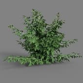 MT PM V38 Rubus idaeus 01 05