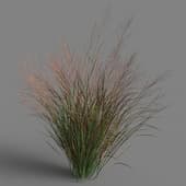 Panicum virgatum 01 07