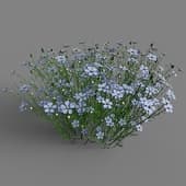 Linum perenne 035