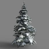 028 Picea