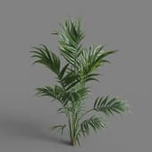 MT PM V80 Howea forsteriana 01 06