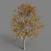 Platanus orientalis 01 06