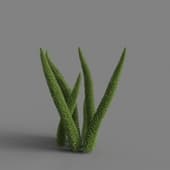 MT PM V66 Asparagus densiflorus 01 01