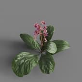MT PM V91 Bergenia purpurascens 01 04