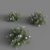 MT PM V60 Convolvulus cneorum 01 02