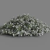 MT PM V60 Convolvulus cneorum 01 06