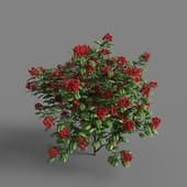 AM 154 021 Dombeya Seminole