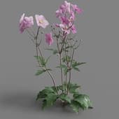 Anemone hupehensis 04
