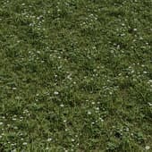 Grass 2