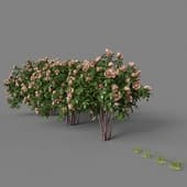 Rose bush 01