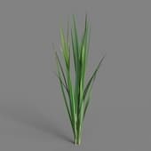 MT PM V38 Oryza sativa 01 01
