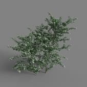 MT PM V65 Crataegus monogyna 01 03