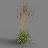 MT PM V65 Calamagrostis acutiflora 01 01