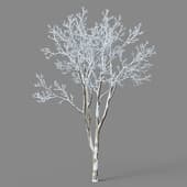 Ulmus pumila 01 02