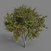 Ulmus changii 01 01