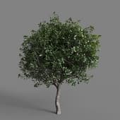 MT PM V77 Quercus coccifera 01 03