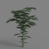 MT PM V78 Asparagus setaceus 01 02