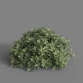 MT PM V60 Pittosporum tobira 01 01