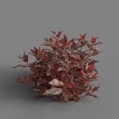 MT PM V83 Alternanthera reineckii 01 03