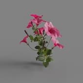 MT PM V64 Petunia hybrida Vilm 01 01
