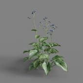 MT PM V65 Brunnera macrophylla 01 04