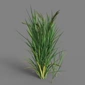 MT PM V38 Oryza sativa 01 06