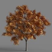 032 fraxinus