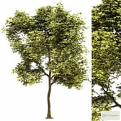 maple tree 01