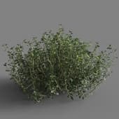 Thymus mongolicus 01 06