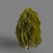 MT PM V85 Thuja sutchuenensis 01 02
