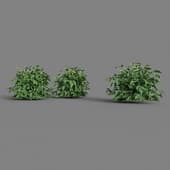 MT PM V38 Rubus idaeus 01 04