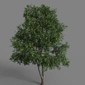 Maple 14m