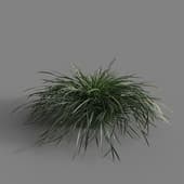MT PM V58 Ophiopogon japonicus 01 01