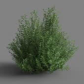 Privet-Bush 1 2 M 1K