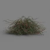 MT PM V55 Cotoneaster salicifolius 01 04