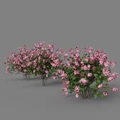 Bush 3
