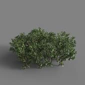 MT PM V58 Ilex crenata 01 06