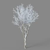 Ulmus pumila 01 04